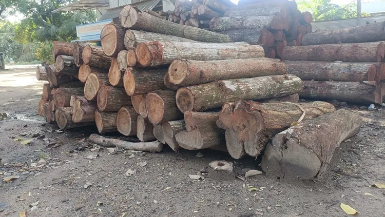 Premium Manjiam Wood Log – Girth Above 30 Inches